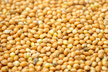 close up seed for bird food, birdseed background
