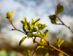 Spring Leaves
