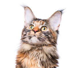Portrait of domestic tortoiseshell Maine Coon kitten. Fluffy kitty isolated on white background....
