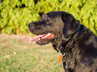 Black Labrador Retriever side on at the park