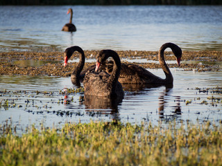 Naklejka premium Black Swans on a lake, Western Australia