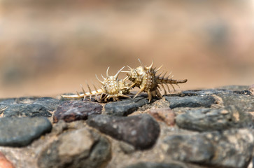 Beautiful marine shells crawling on grey stones