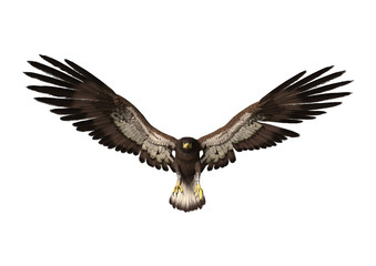 3D Rendering Eagle on White