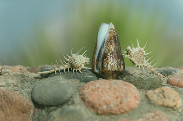 Beautiful thorn and cone conchs on grey and red stones