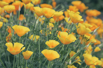 Orange poppy flowers. Nature background