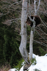 Obraz premium Braunbär klettert im Baum, Winter
