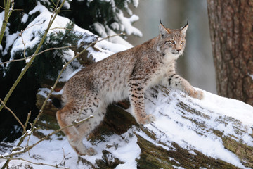 Luchs klettert auf Totholz, Winter