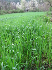 field of wheat