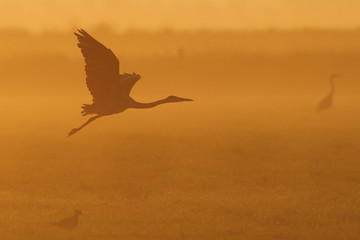 Graureiher fliegt auf, Morgennebel