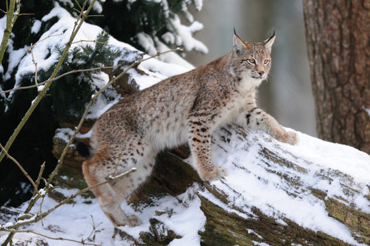 Luchs klettert auf Totholz, Winter