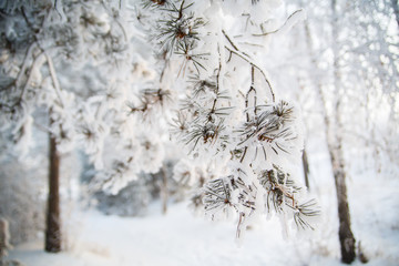 Spruce in the snow