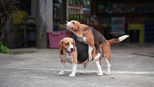 purebred beagle dog are now receptive in mating, dog breeding