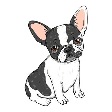 Vector illustration of cute cartoon French bulldog isolated on a white background