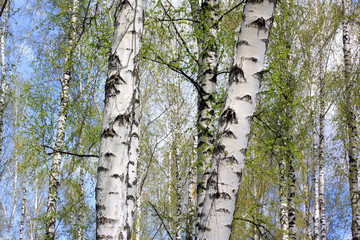 Fototapeta premium Trunks of birch trees in forest / birches in sunlight in spring / birch trees in bright sunshine / birch trees with white bark / beautiful landscape with white birches