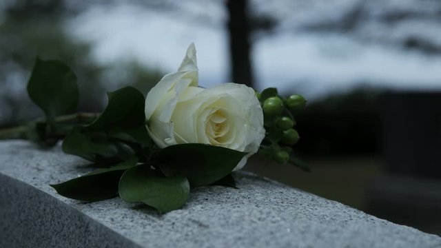 slow motion close up of rose blowing in breeze on grave stone in cemetary