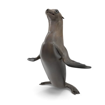 Sea Lion Standing on white. 3D illustration