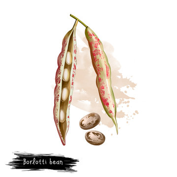 Borlotti bean. Digital art illustration of cranberry beans, Roman saluggia rosecoco bean. Phaseolus vulgaris. Organic healthy food. Vegetable bean with splashes. Hand drawn. Clip art graphic design