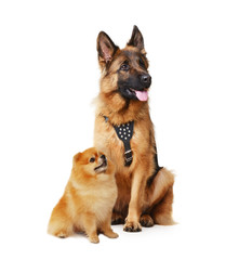 Studio portrait of Junior german shepherd and pomeranian. Big and small dogs isolated on a white background.
