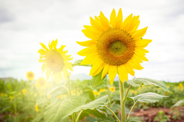 Beautiful big yellow sun flowers in sun flowers garden close up.