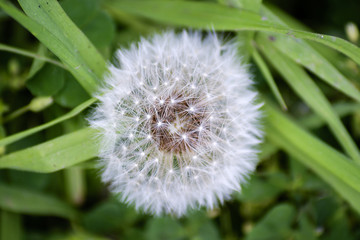 Head of white dandelion 1