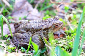 frog grass muzzle wildlife macro