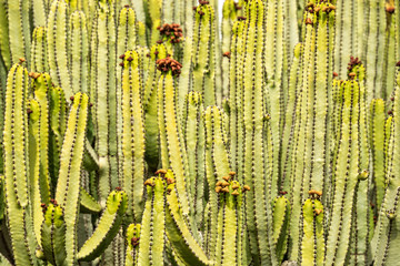 Abstract textured background, close up of Euphorbia candelabrum, a giant succulent plant