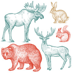 Forest animals bear, deer, elk, squirrel and hare illustration.