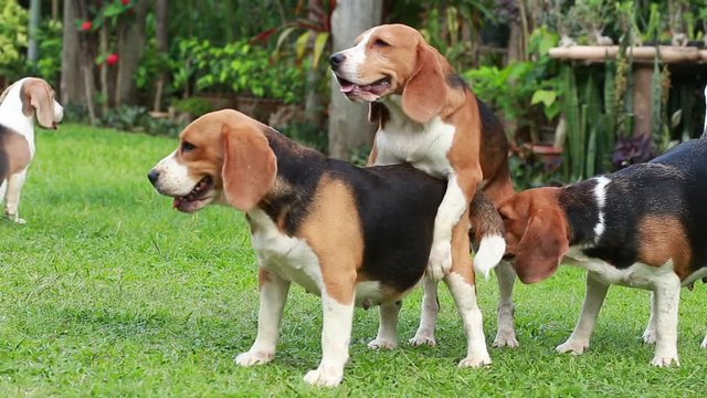 purebred beagle dog are now receptive in mating, dog breeding