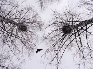 A bird of crows flies between trees.