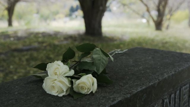 Slow motion of white roses on gravestone