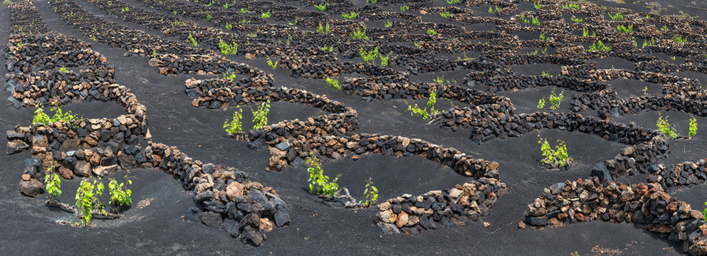 Panorama of the famous vineyards of La Geria on volcanic soil in Lanzarote, Canary Islands, Spain