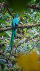 Beautiful bird in nature tropic habitat. Resplendent Quetzal