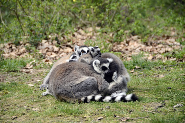 Lemurs, makis family with baby