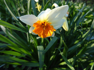 beautiful daffodils blooming in the flowerbed in spring Sunny day