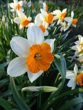 beautiful daffodils blooming in the flowerbed in spring Sunny day