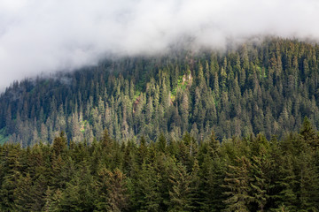 Evergreens on Misty Mountain