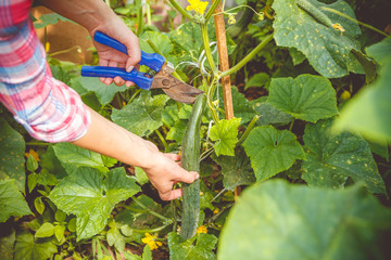 Woman gathers cucumbers in a greenhouse with a special tool