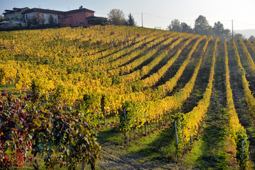 panorama of autumn vineyards in Italy