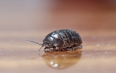 wood louse