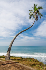 Single palm tree on tropical beach.