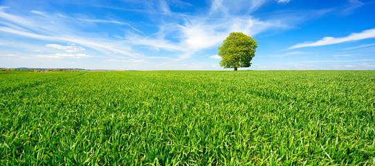 Einzelner Baum, grünes Feld, blauer Himmel, weiße Wolken, Landschaft mit Linde im Frühling