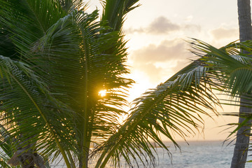 Fototapeta na wymiar Beautiful tropical sunset through palm tree leaves