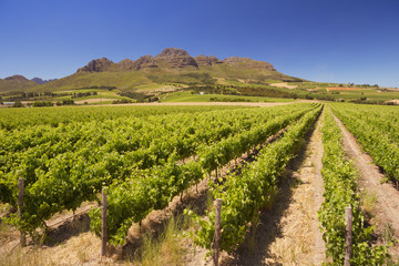 Fototapeta na wymiar Vineyards near Stellenbosch in South Africa