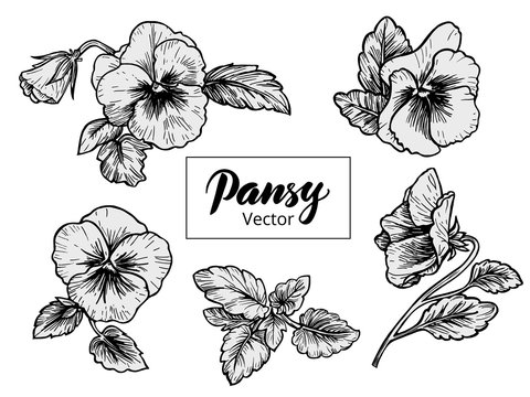 Hand drawn pansy flowers
