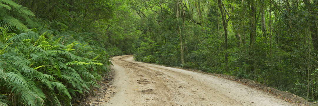 Dirt road through rainforest in Garden Route NP, South Africa
