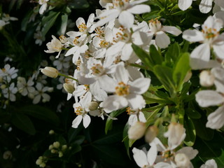 Oranger du Mexique série