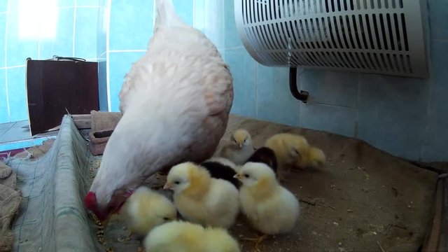 Domestic chicken with chicklings