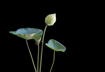 Lotus buds and pods with green leaf on black background, Still life, selective focus, art image.