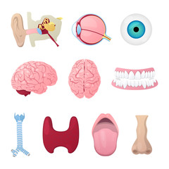 Obraz premium Anatomy Medical Poster with Head Organs Eye, Brain, Nose and Ear. Vector illustration