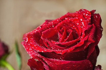 Red rose with dew drops as a background. Red rose macro